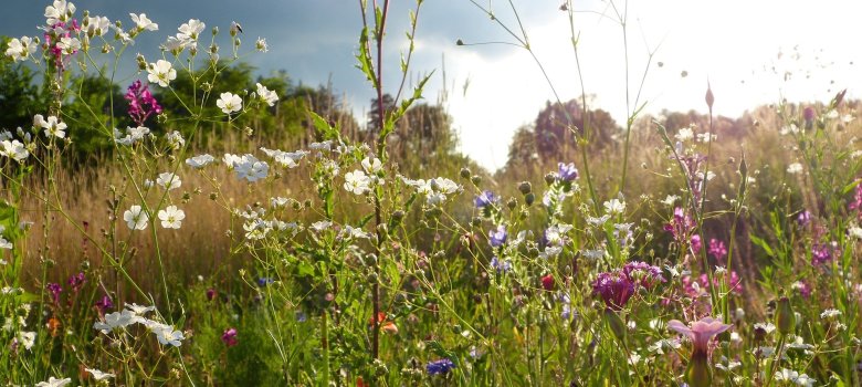 Bild Blumenwiese