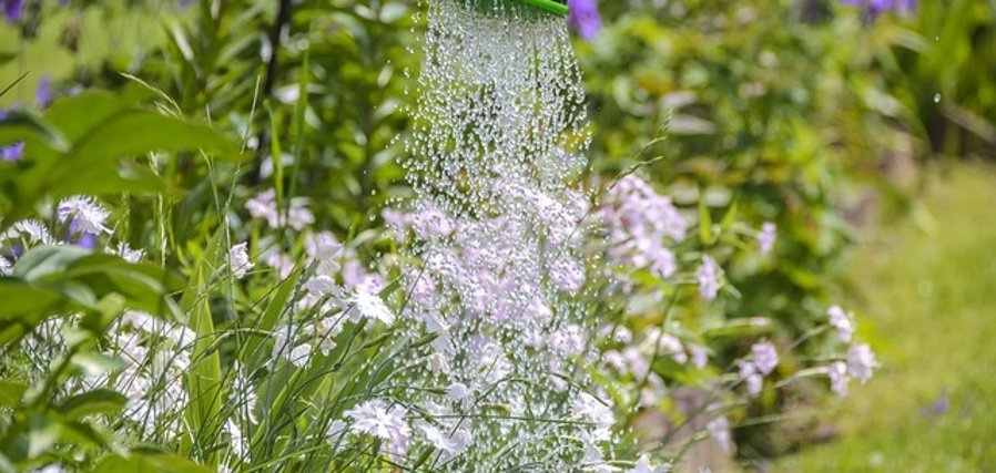 Bild von Blumen die gewässert werden.